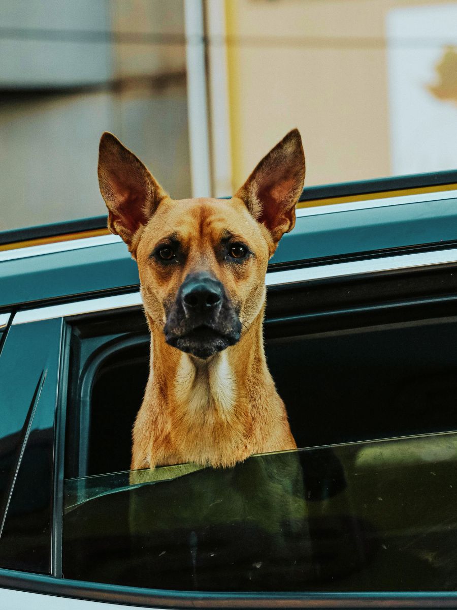 How to Plan a Road Trip with a Dog