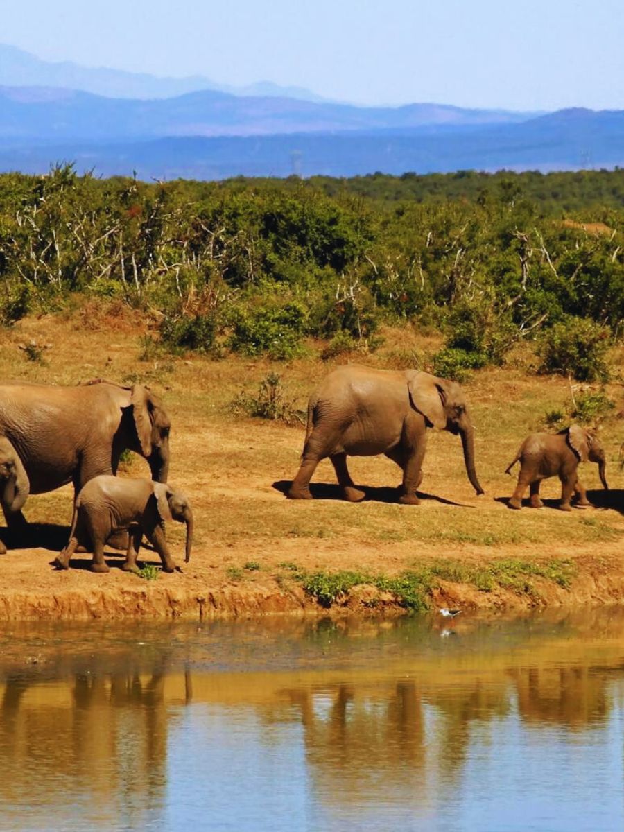 Safari Tips for First Timers