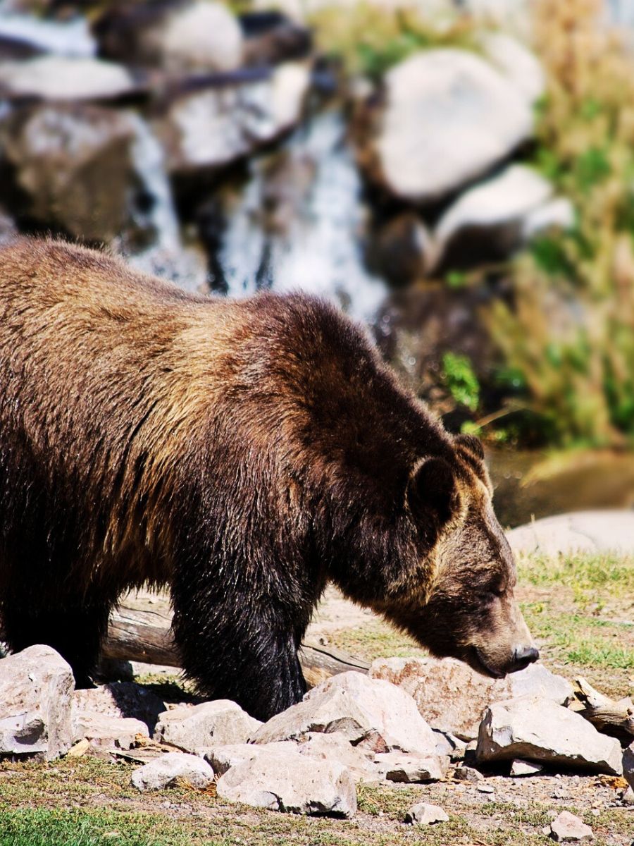 Where to Travel to See Bears