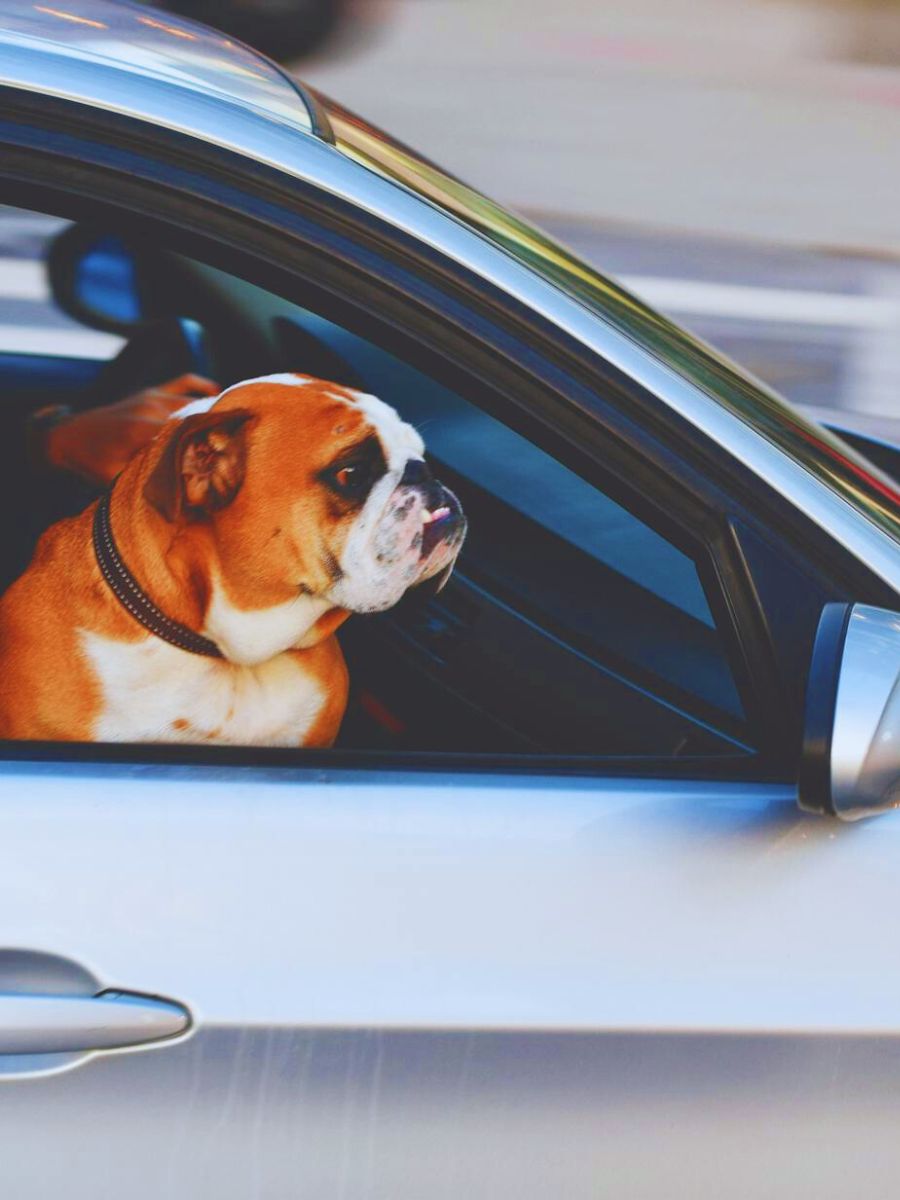 best Tips for Traveling with Your Dog