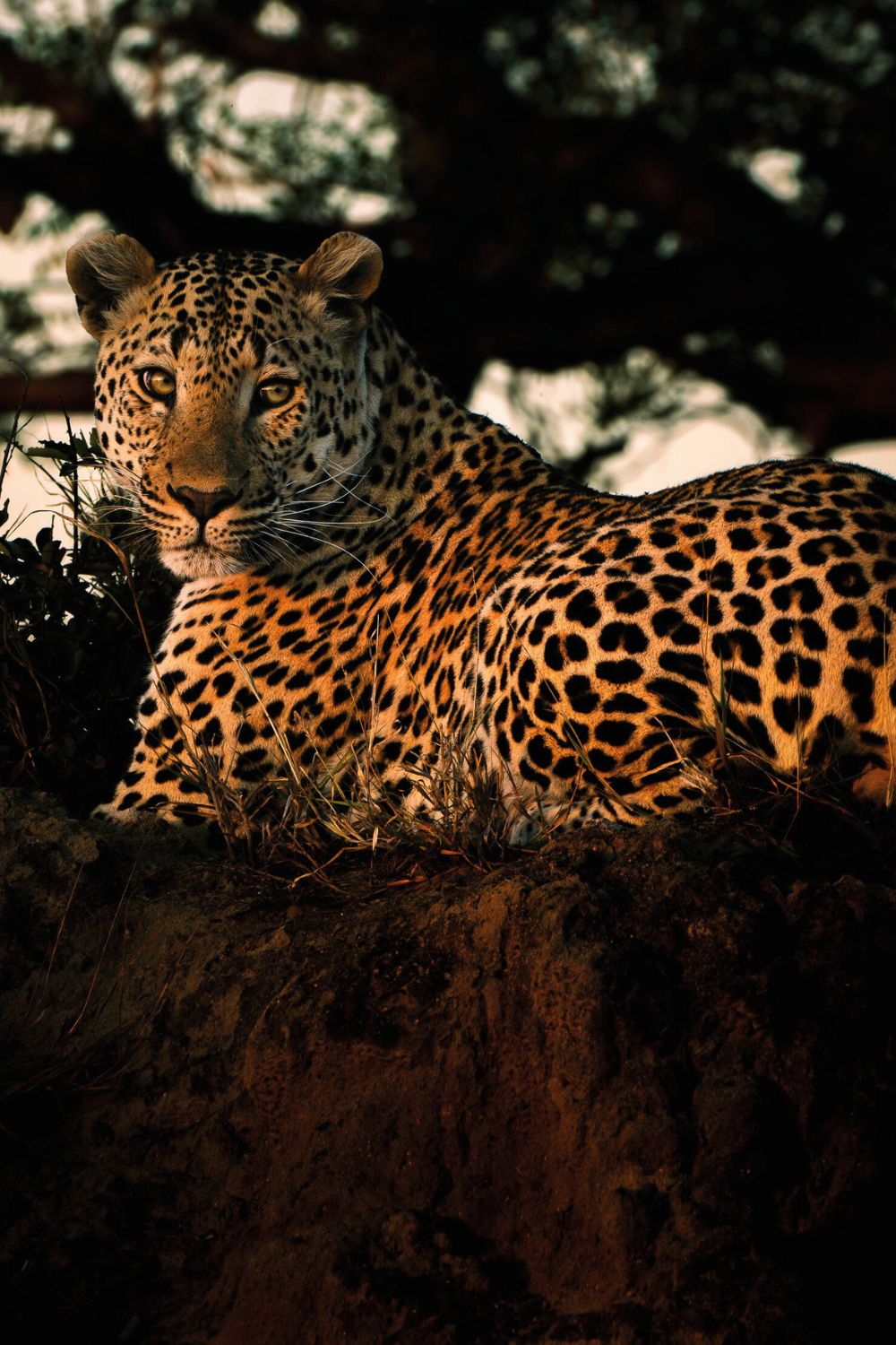 Best Locations for Nighttime Wildlife Watching