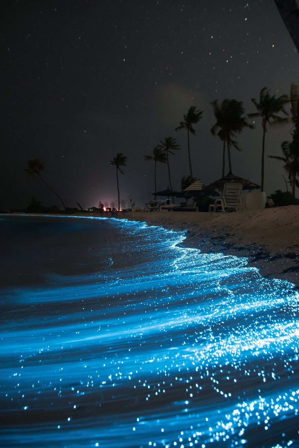 Bioluminescent Beaches