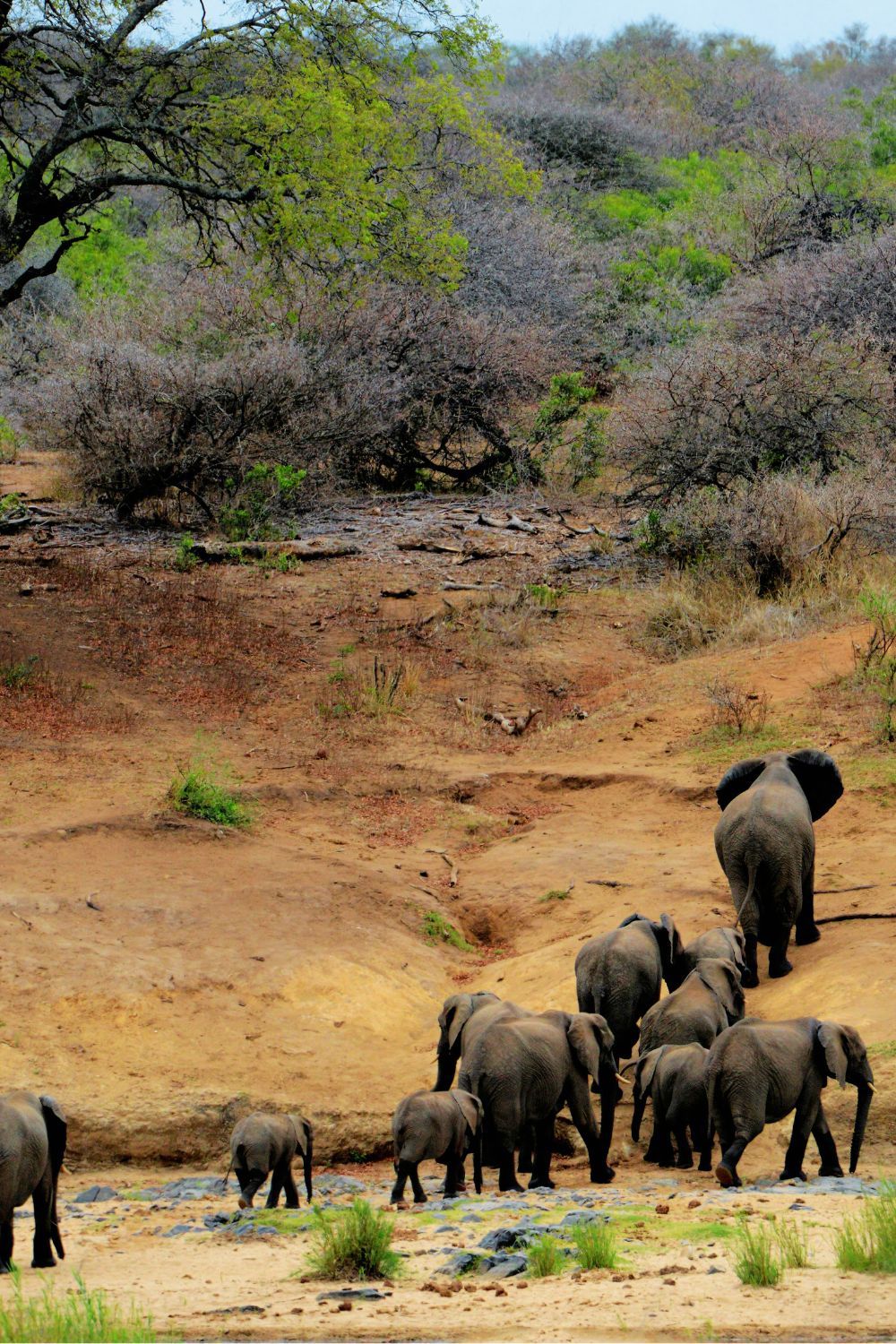 Kruger National Park, South Africa - Best Locations for Nighttime Wildlife Watching