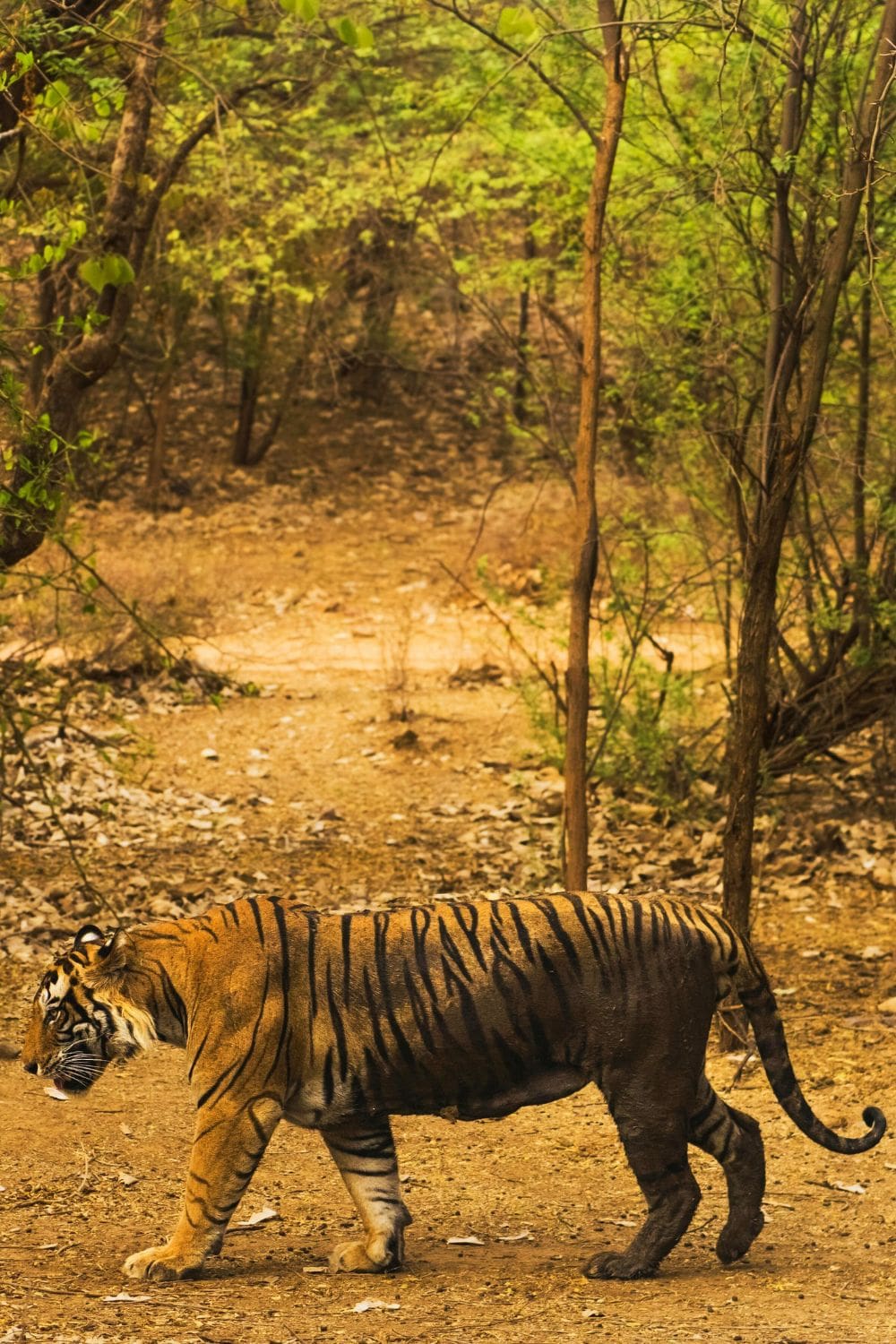 Ranthambore National Park, India - Best Locations for Nighttime Wildlife Watching