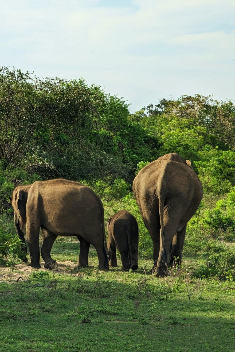 Yala National Park, Sri Lanka - Best Locations for Nighttime Wildlife Watching