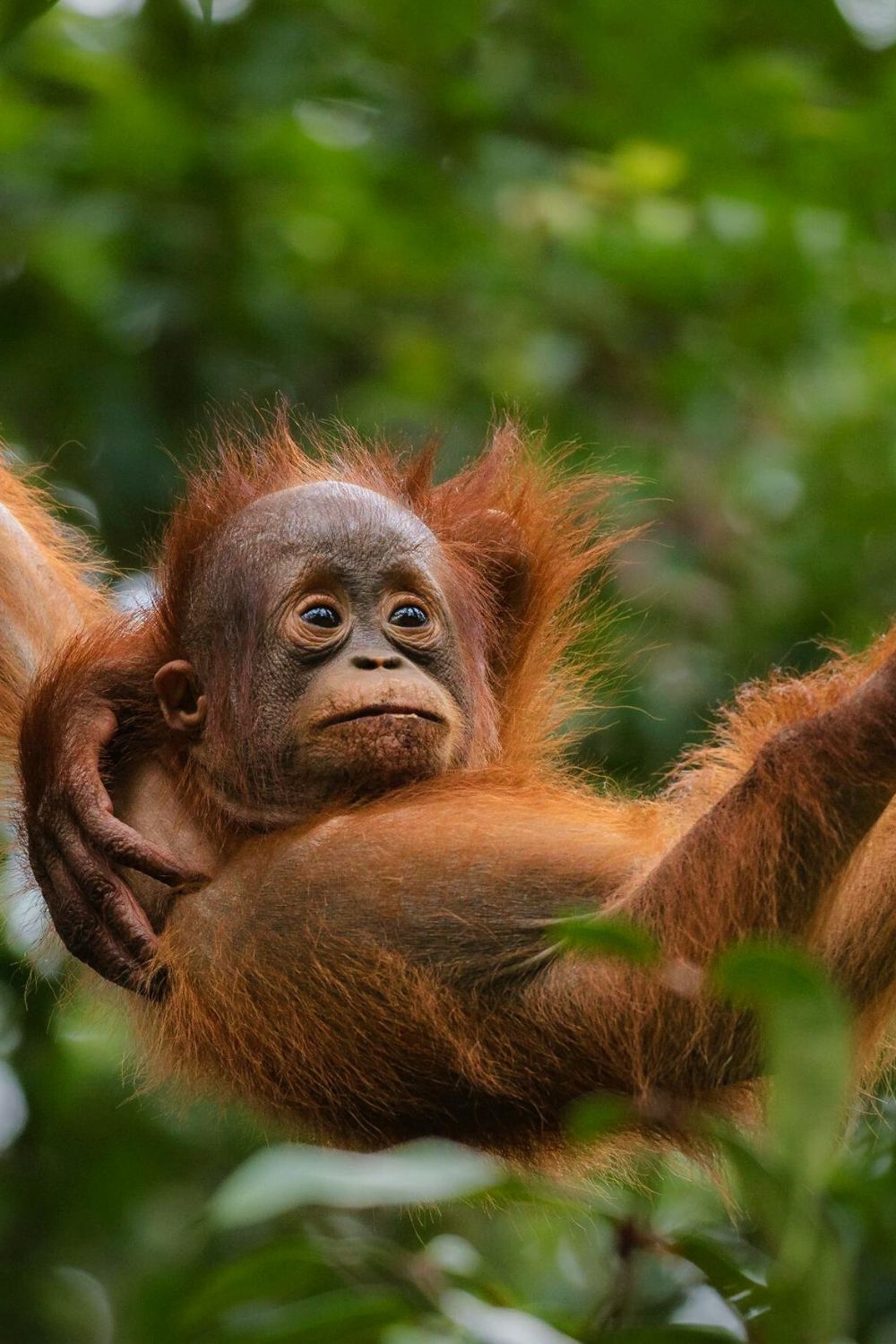 Exotic Rainforests - Borneo Rainforest, Malaysia