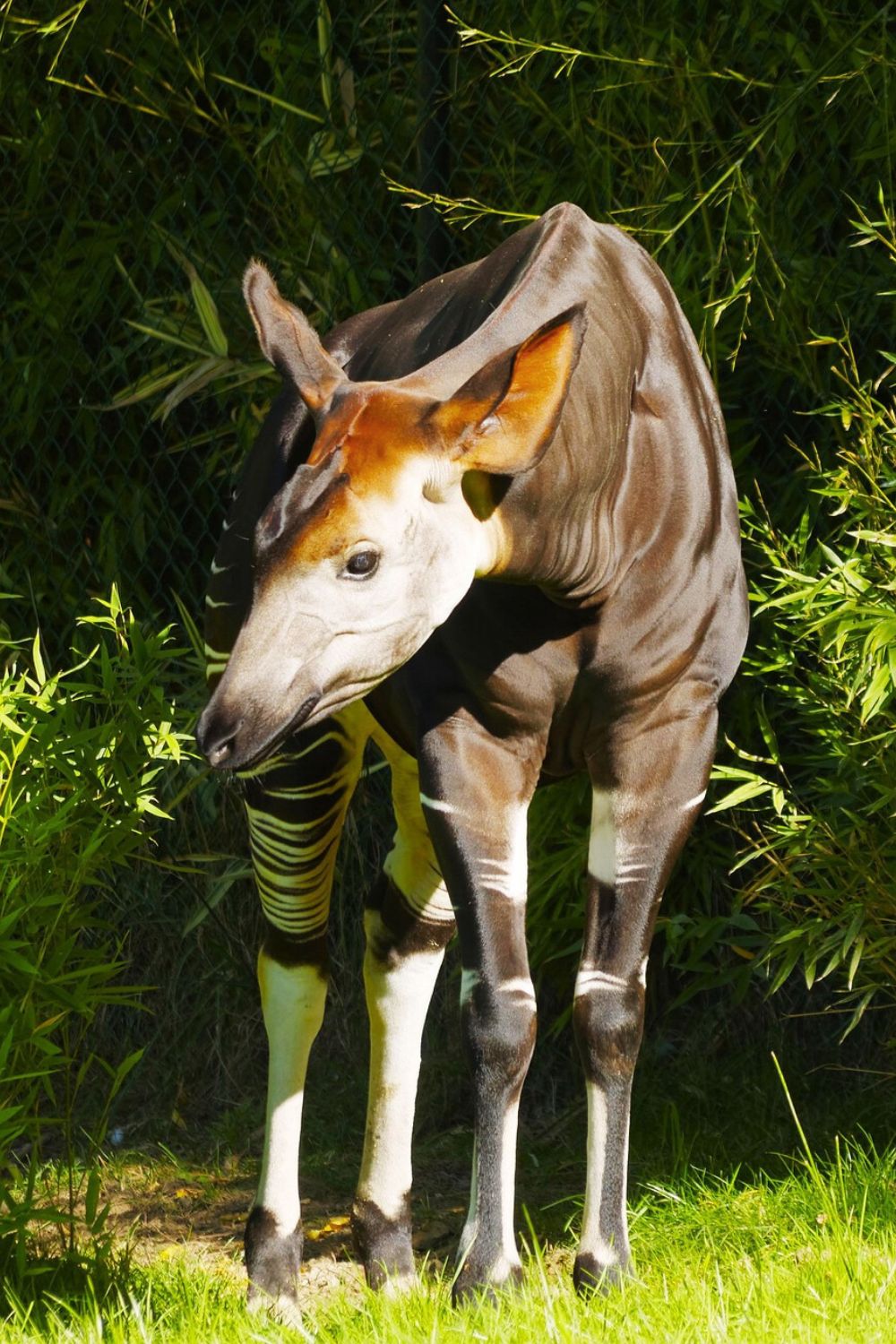 Exotic Rainforests - Congo Basin, Central Africa