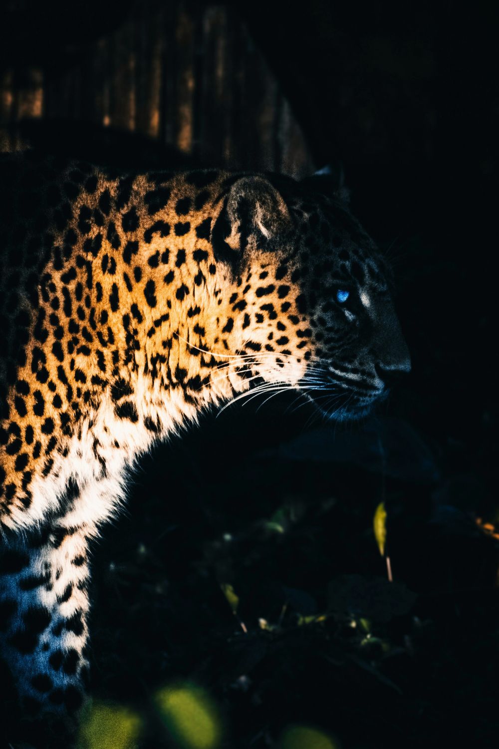 Nighttime Adventures for Solo Travelers - Night Safaris in Singapore